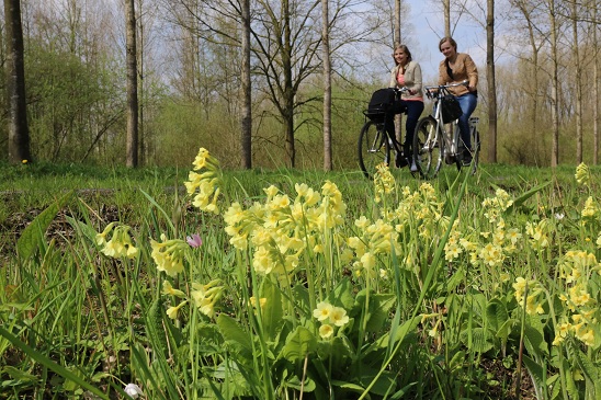 slanke sleutelbloem in Wijboschbroek-1
