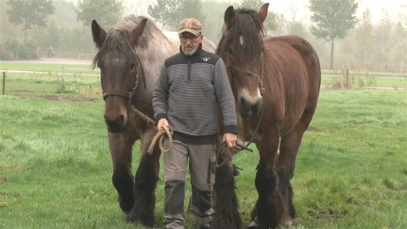 trekpaarden4