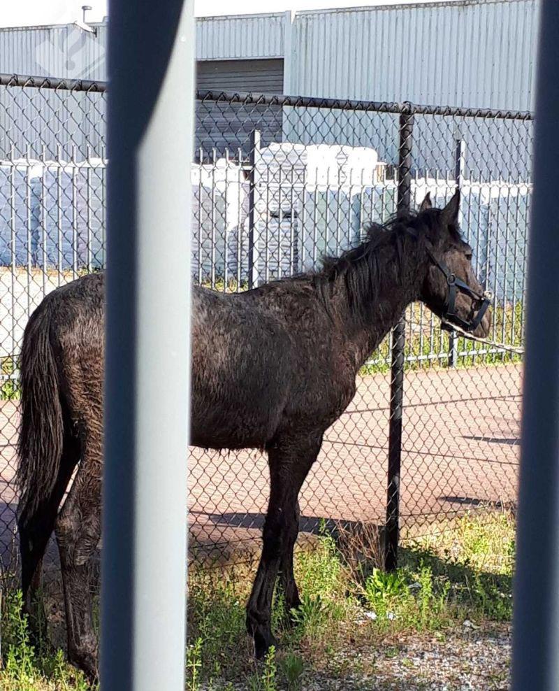 paard1
