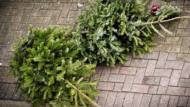 kerstbomenophalen