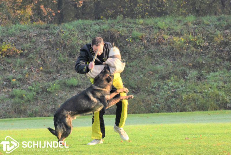 hondeninterland2