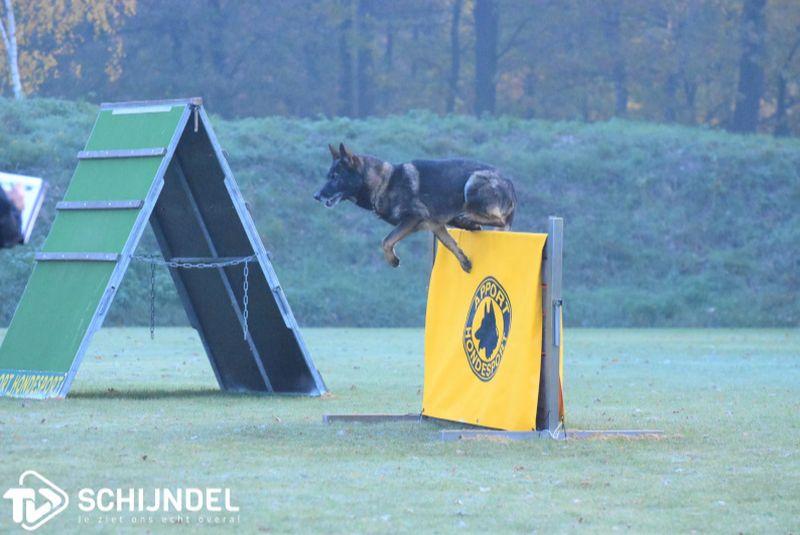 hondeninterland3