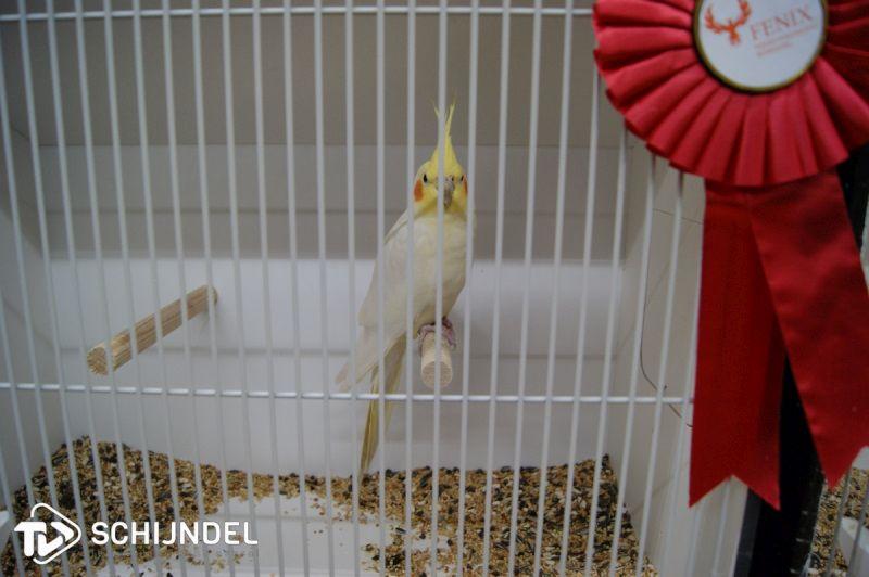 vogeltentoonstelling4