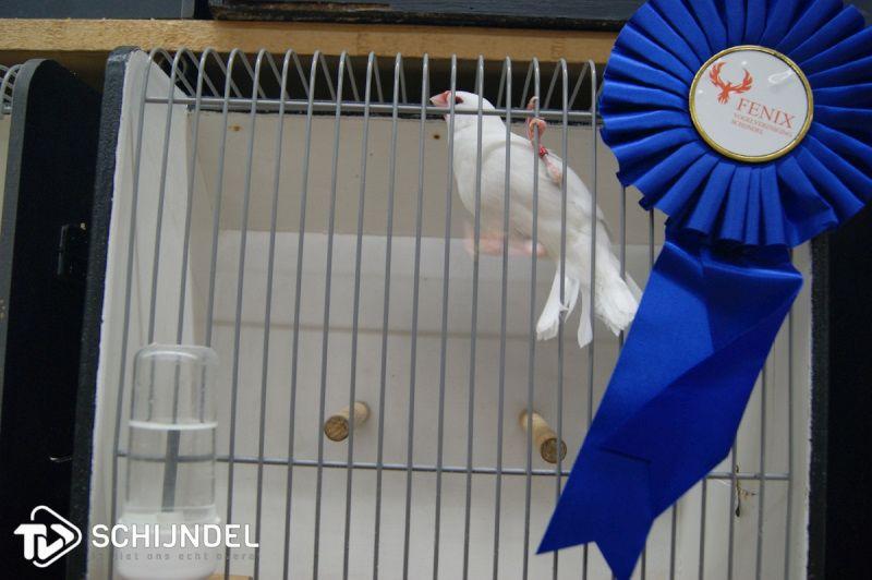 vogeltentoonstelling5