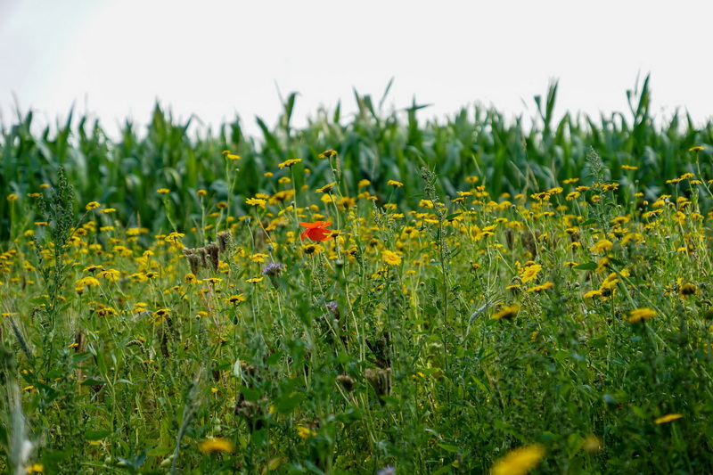 bloemrijkeakkerranden brongemmeierijstad
